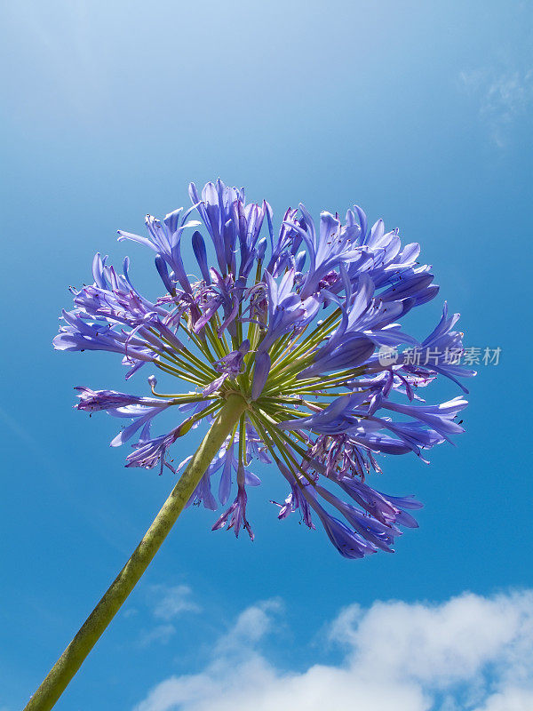 爱情花在天空