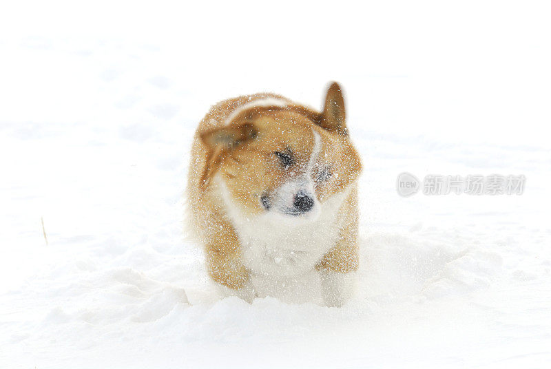 狗在雪地