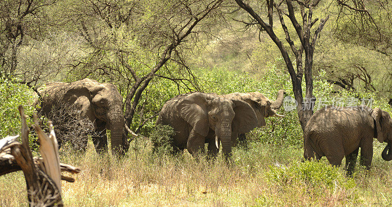 坦桑尼亚大草原上的象群