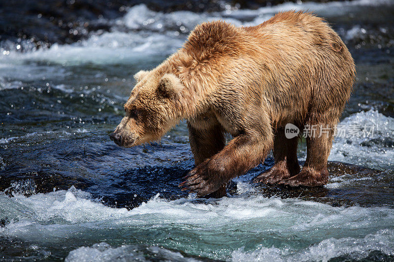 阿拉斯加棕熊钓鲑鱼