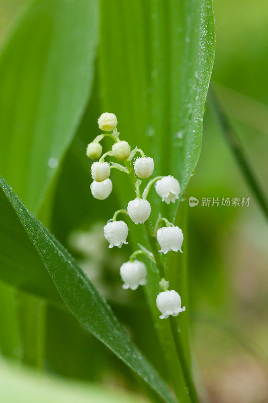 雨后的铃兰