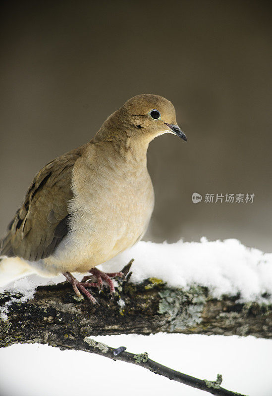 哀鸣的鸽子栖息在白雪覆盖的树枝上