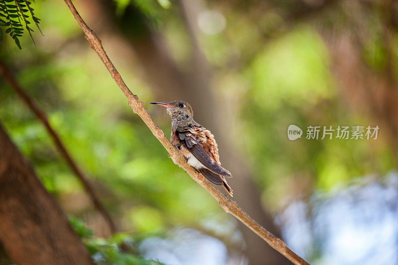 蜂鸟栖息在小树枝上