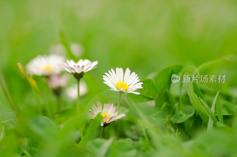 雏菊盛开的春景