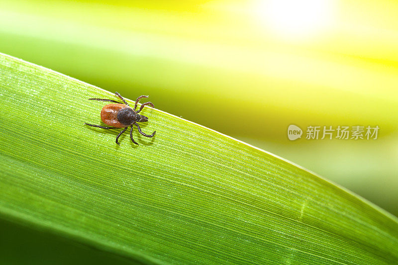 草上的蜱虫(硬蜱)