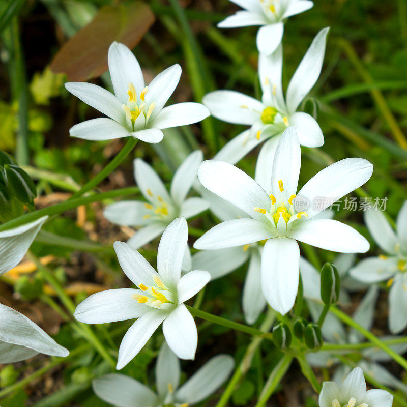 奇妙的白花——伯利恒之星