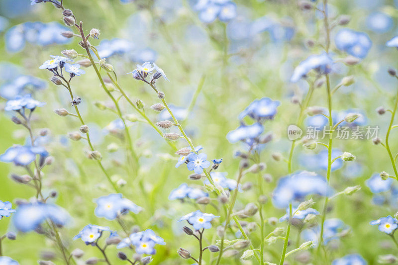 淡蓝勿忘我花的散焦背景