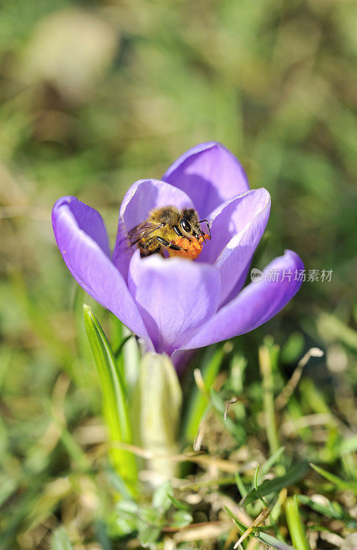 春季番红花上的蜜蜂