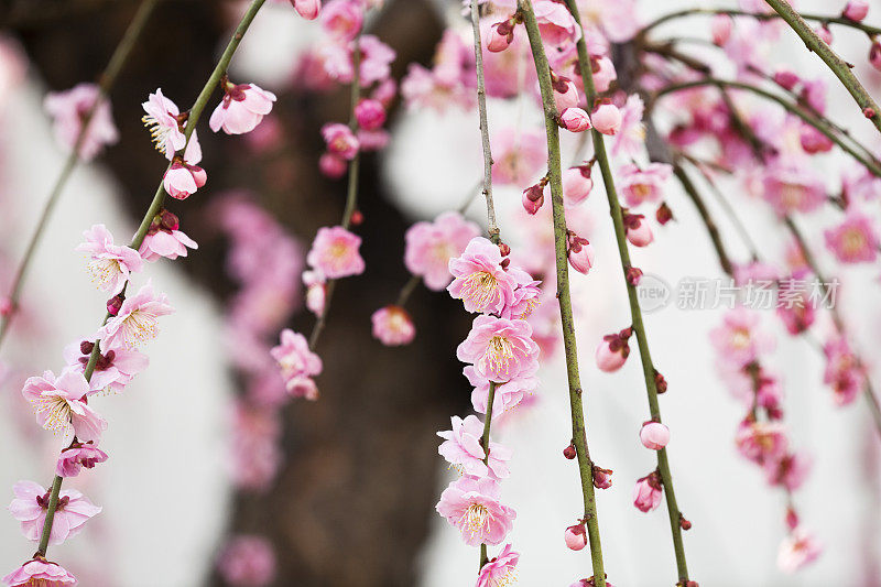 粉色的梅花