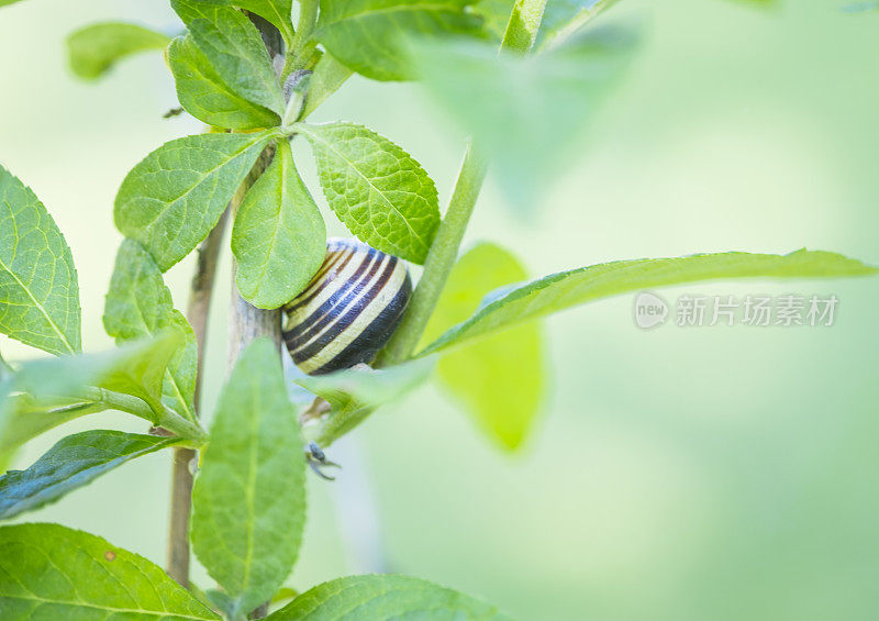 小蜗牛爬在花园里的植物上