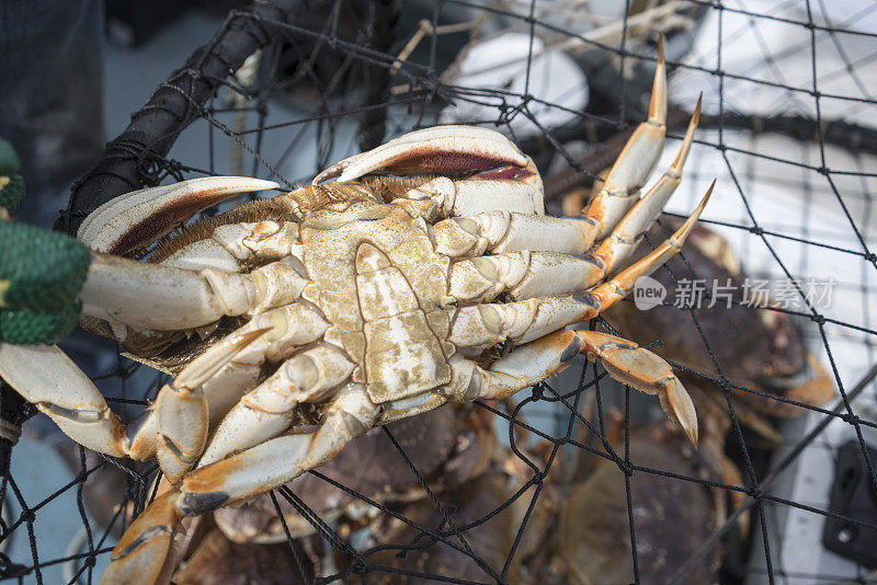 雄蟹，腹部特写