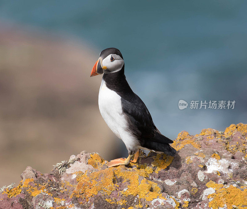 角嘴海雀