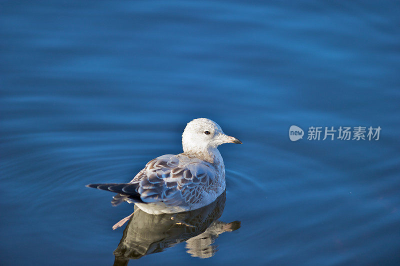 海鸥在蓝色的湖水中游泳