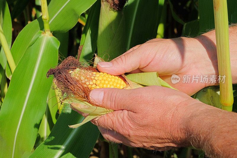 农民们用手检查收获(甜玉米)。有选择性的重点