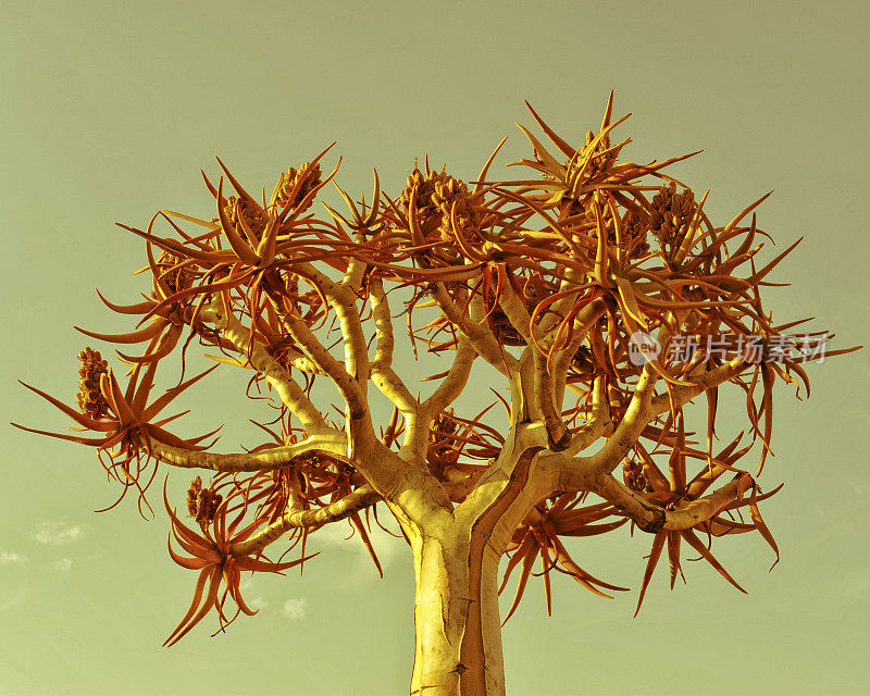 纳米比亚的箭袋树