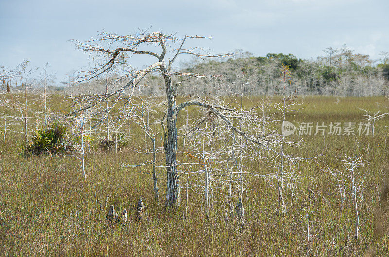 生长在佛罗里达湿地湿地国家公园的矮柏树