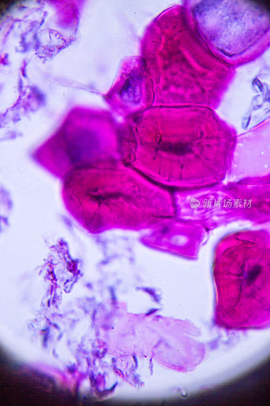 显微镜下的石梨细胞