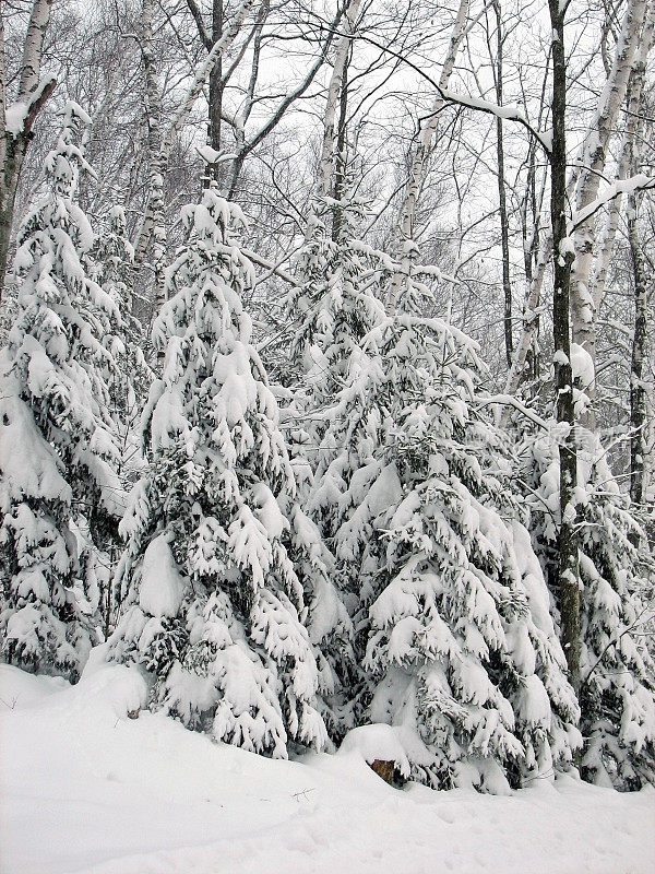 雪覆盖的常青树