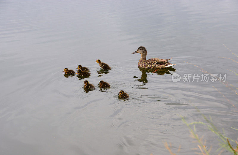 母野鸭和她的小鸭子在池塘上游泳。