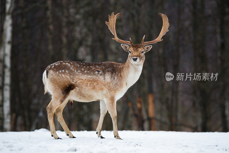 小鹿。白俄罗斯冬季森林中，威严而有力的成年休闲鹿，达摩达摩。来自欧洲大自然的野生动物景象。鹿角突出的雄白鹿(丹尼尔)站在雪地上