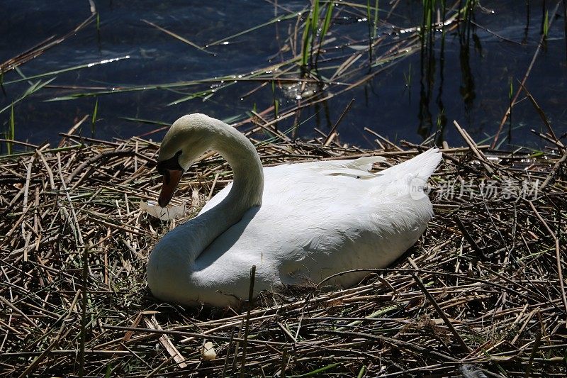 意大利提契诺河上塞斯托·卡尔丹的窝上孵着的白天鹅