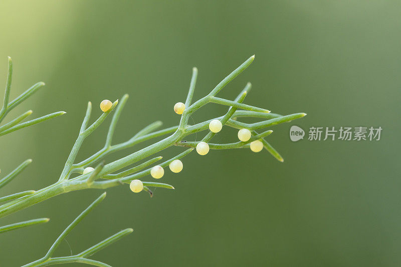 茴香植物上的黑燕尾蝶卵