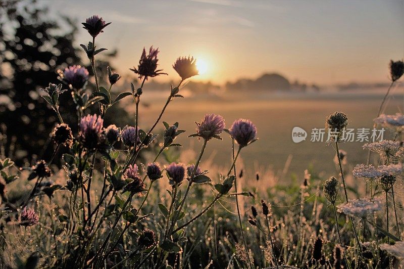 乡村的日出景象