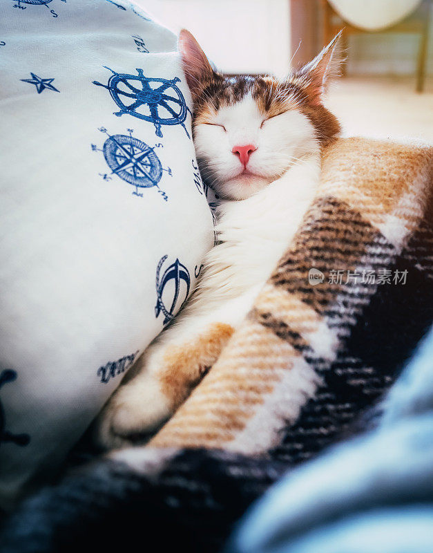 可爱的caloco猫躺在床下的毯子