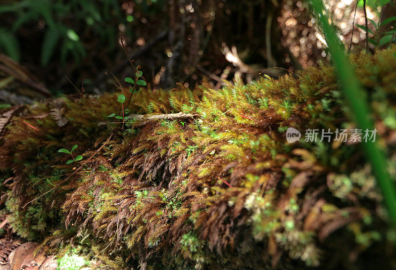 苔藓在树上生长的微距镜头