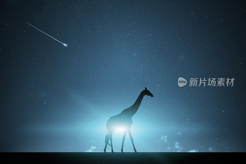 长颈鹿的剪影与夜空