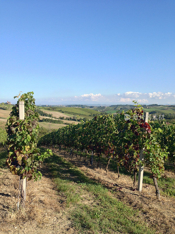 在山的葡萄园。Monferrato、山麓、意大利。