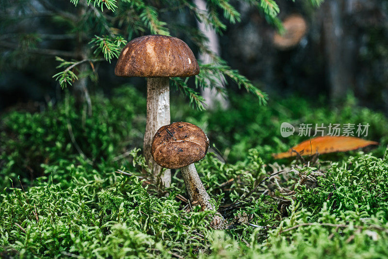 林间空地上枞树下的蘑菇