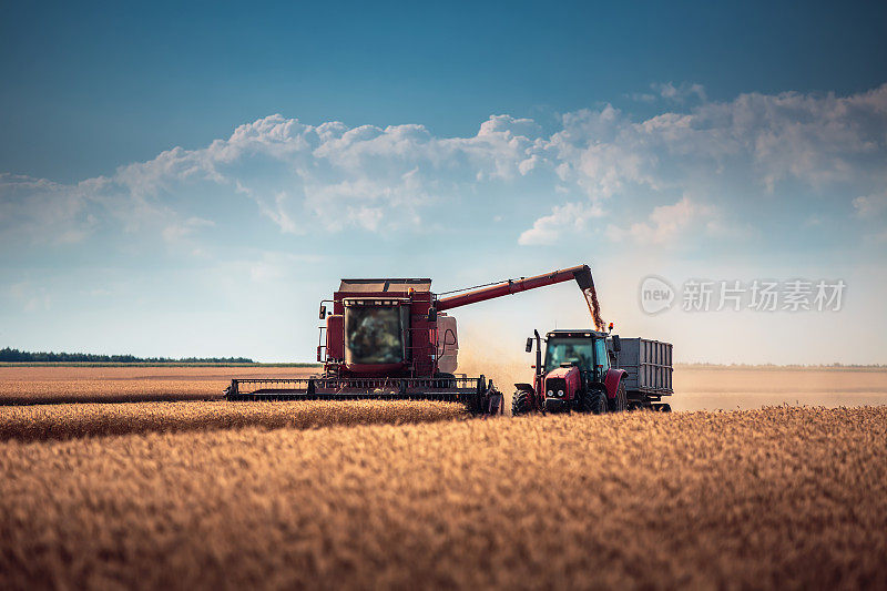 联合收割机农业机械收获金黄成熟的麦田