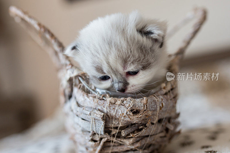 篮子里的小猫宝宝。