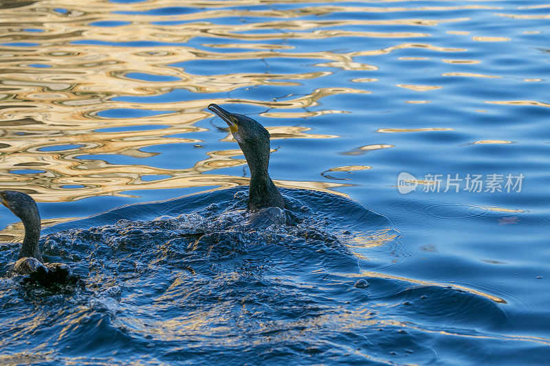 大鸬鹚在英国伦敦海德公园的蛇形湖中游泳