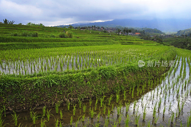 在印尼巴厘岛的Jatiluwih，美丽的绿色梯田，在自然乡村旅游和度假农业的概念