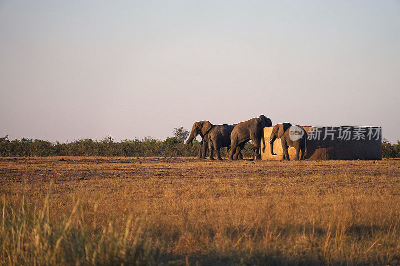 非洲大象克鲁格国家公园的野生水池