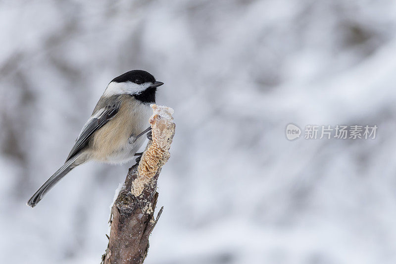 冬天，一只山雀栖息在树枝上进食