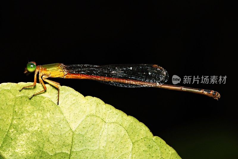 特写蜻蜓和叶子边缘透明的翅膀(黑色背景)