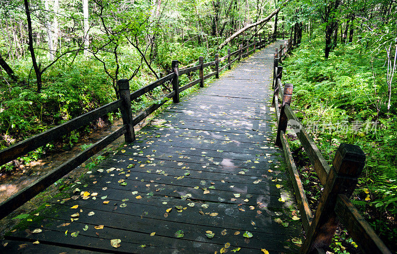 有栏杆的木路穿过森林