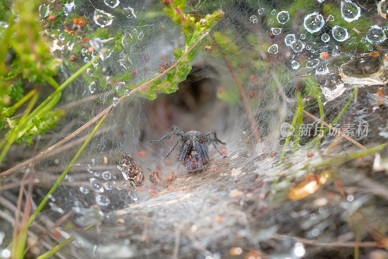 迷宫蜘蛛(迷宫蜘蛛)在雨或露水覆盖的网上，显示撤退后面