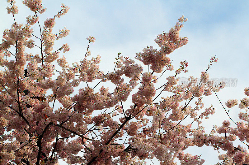 花映天空