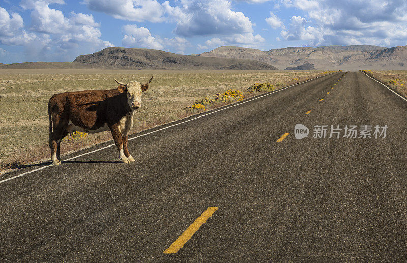 孤独的牛在路上
