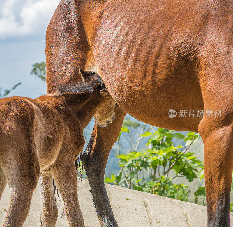 一天小马驹试图从母马喂养