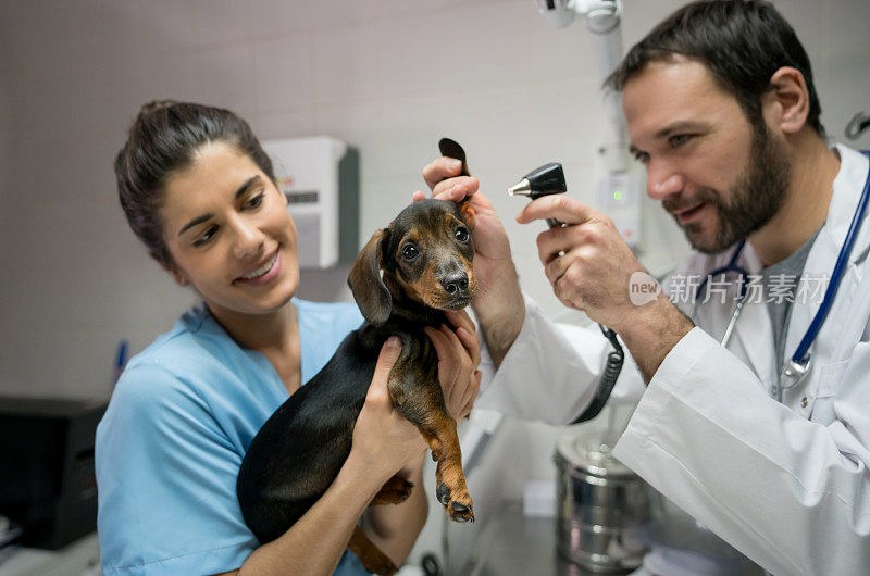 兽医检查时代的狗，兽医助理抱着他两个微笑