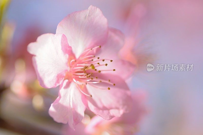 日本粉色樱花在阳光下的宏观纹理