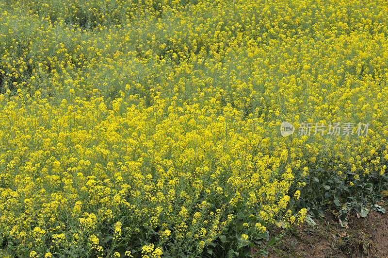 油菜花领域