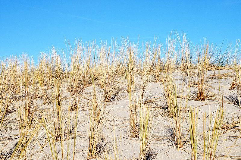 在荷兰泽兰的沙丘上新种植的马兰草