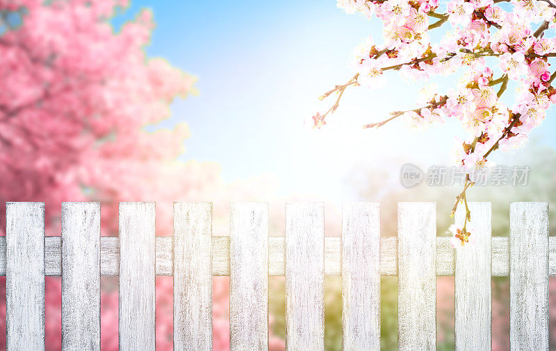 破旧别致的木栅栏，粉红色的春树和樱花盛开的枝桠映衬着蓝天