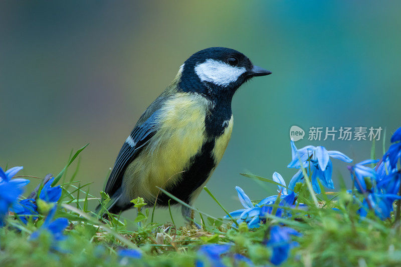 春季大山雀